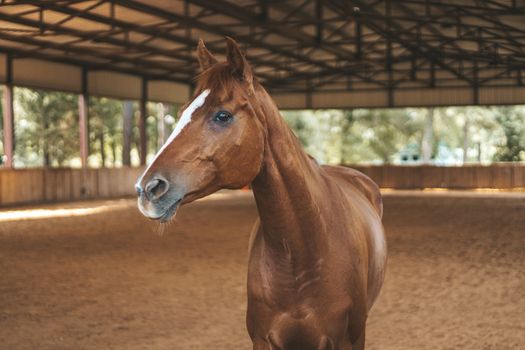 Horse Chiropractor in Tulsa: Supporting Your Horse’s Health at Frost Chiropractic