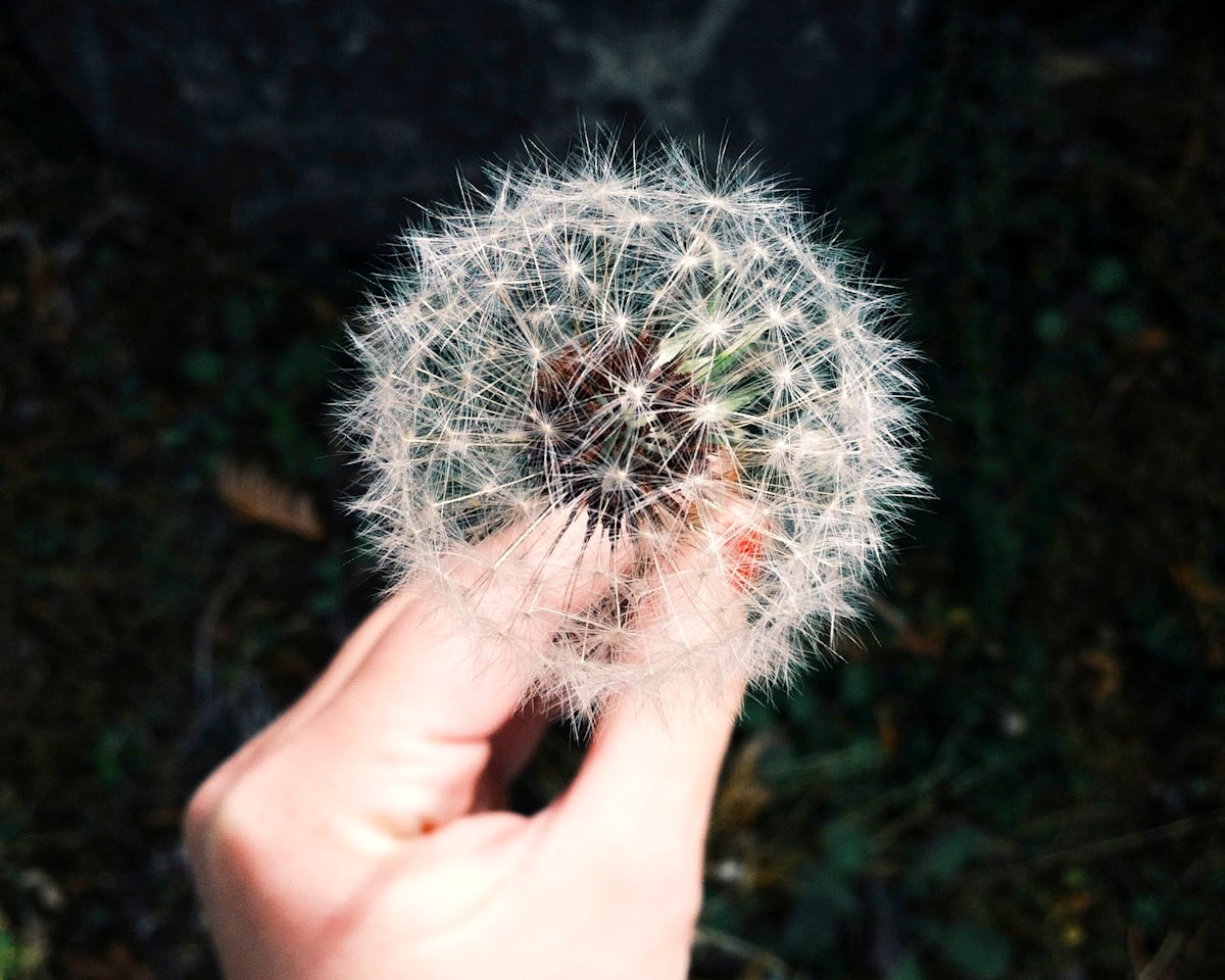 Relieving Seasonal Allergies with Chiropractic Care