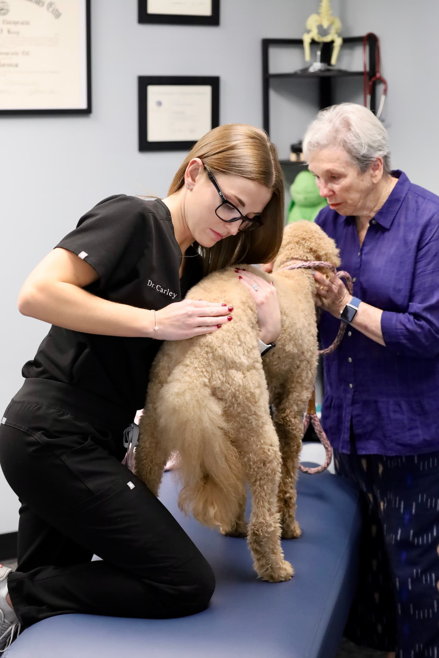 Animal Chiropractic at the Frost Chiropractic clinic in Tulsa